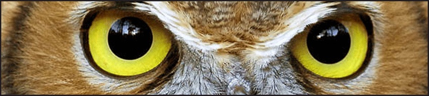 Owl Banner.jpg