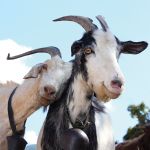 More Goats.jpg
