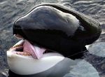 Orca Tongue.jpg