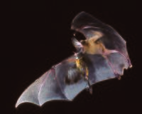 Bat3.jpg
