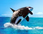 Orca Jump.jpg