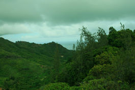 Hauula Forest.jpg
