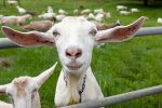 Happy Goat.jpg