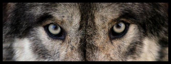 Wolf Eyes.jpg